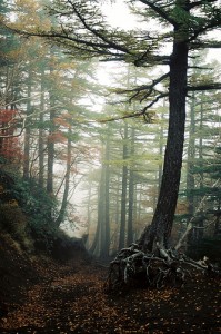 Aokigahara forest japan